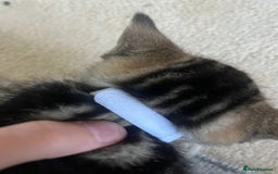 Ragdoll cats for sale: Ragdoll X Kittens - Image 21
