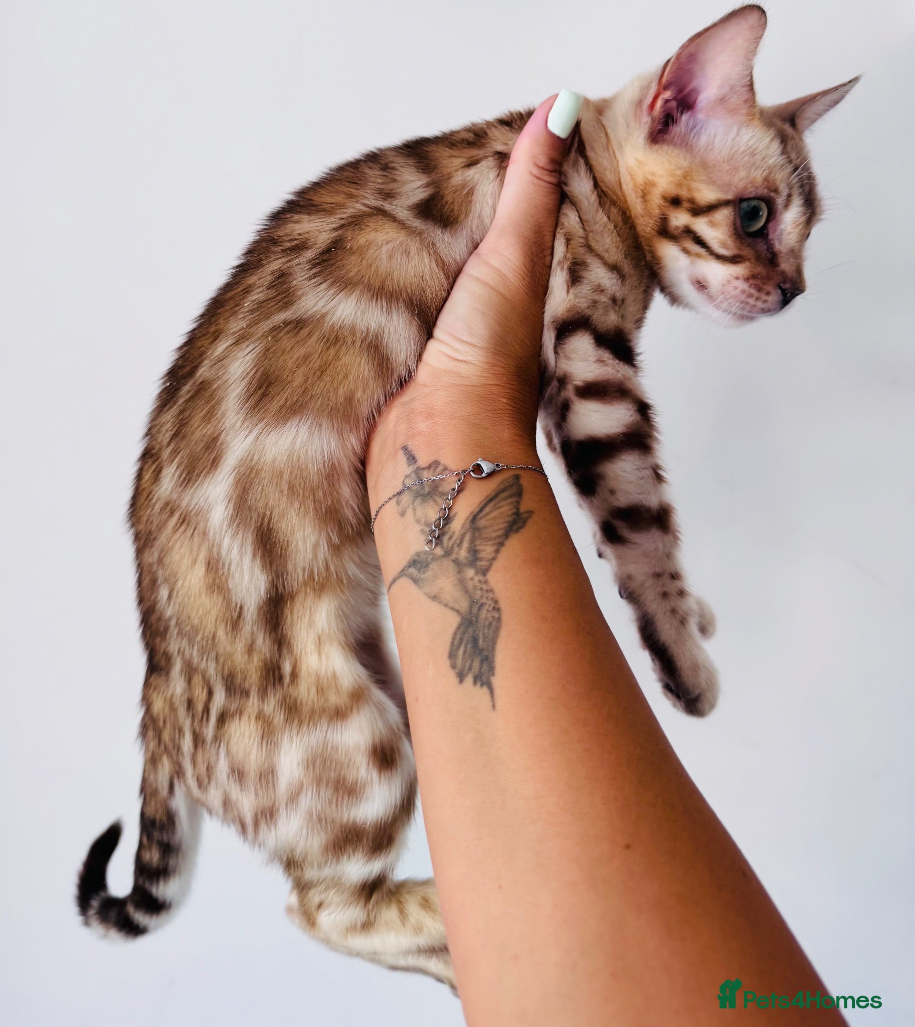 Bengal cats Price Heavily Reduced. Ready to Leave Now. TICA - Advert 1