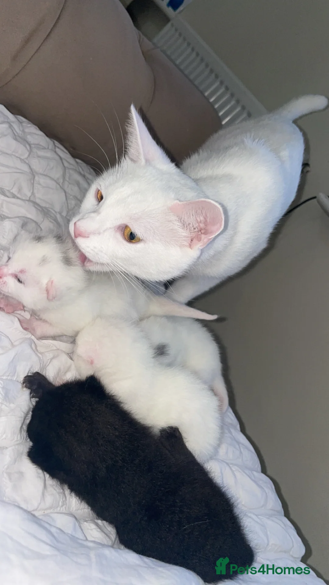 Mixed Breed cats for sale: Mixed breed domestic kittens - Advert 8