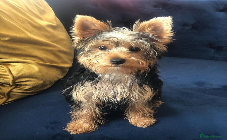Yorkshire Terrier dogs - Advert 14