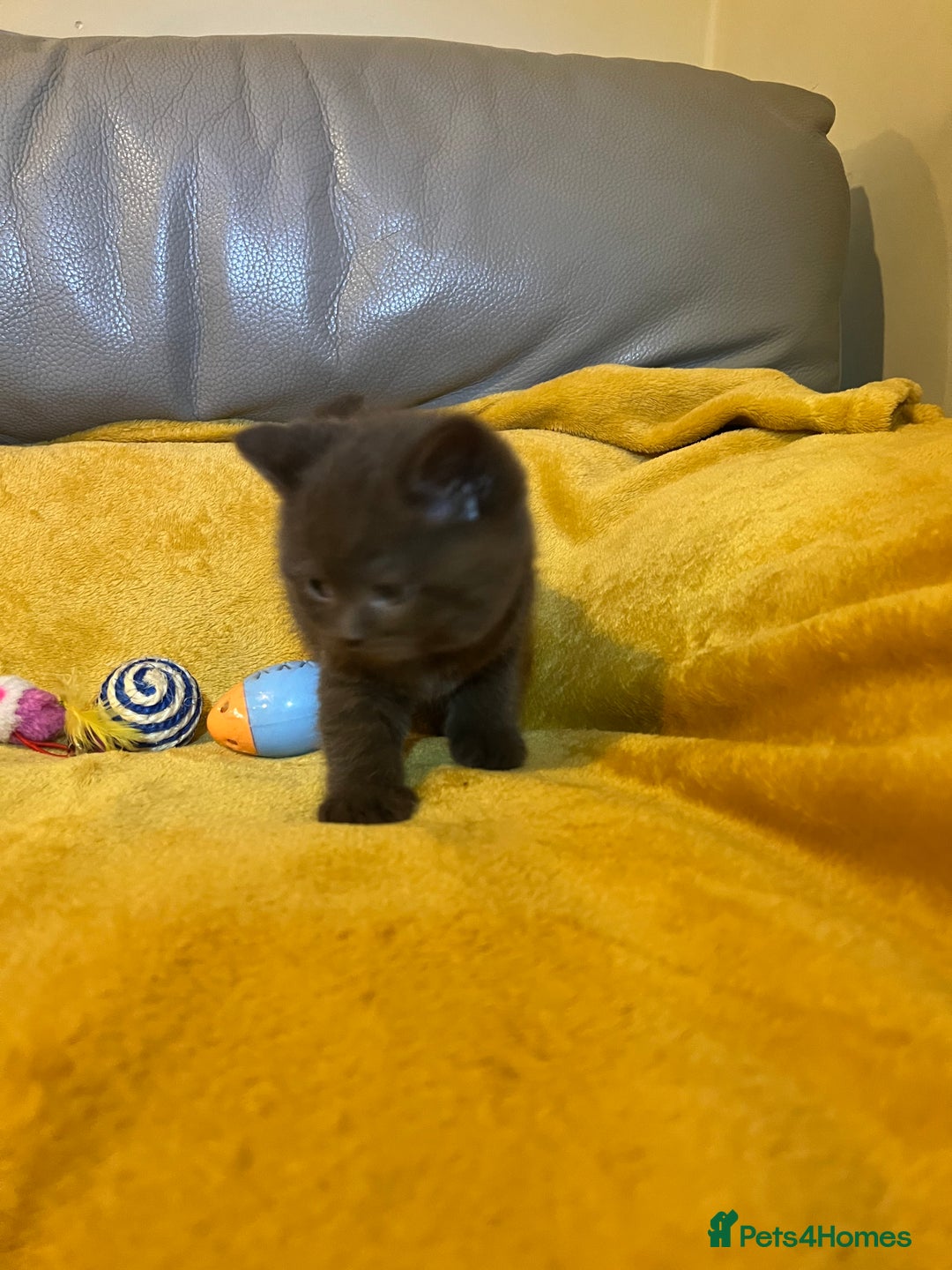 British Shorthair cats for sale: British Shorthair Kittens – Loving Homes Only 🐾 - Advert 7