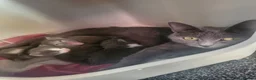 Russian Blue cats for sale: Russian blue Cross  in Rotherham - Advert 2