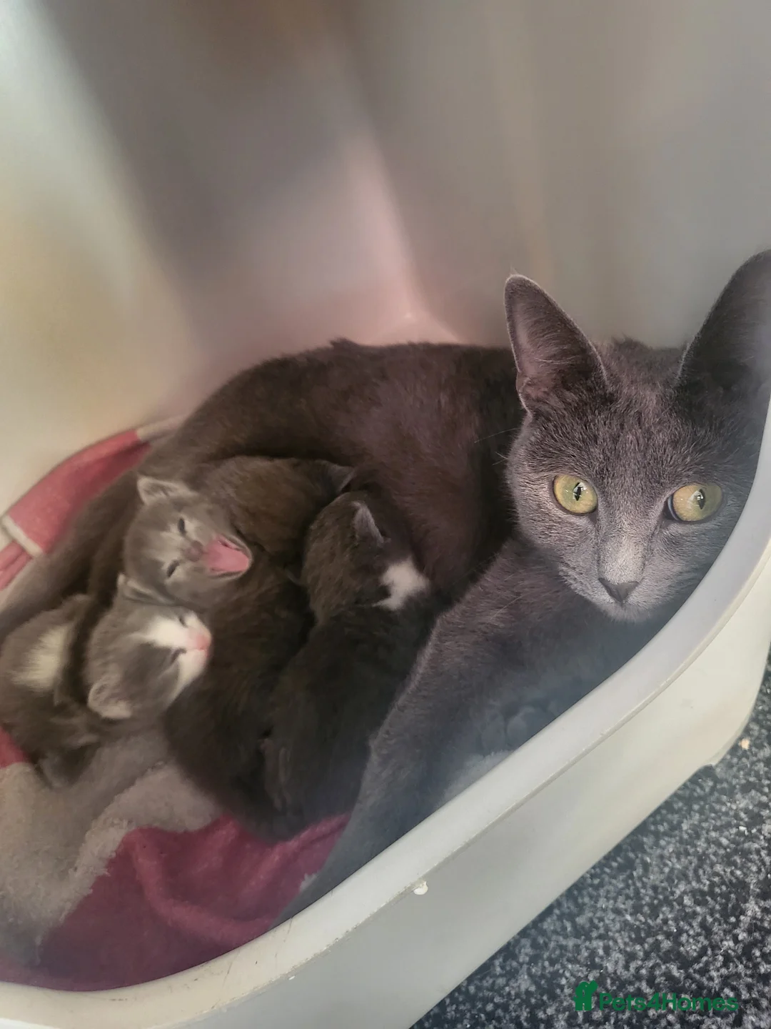 Russian Blue cats for sale: Russian blue Cross  in Rotherham - Advert 2