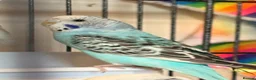 Budgerigars birds for sale: Mixed Budgies’s for sale - Advert 7