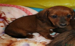 Mixed Breed dogs for sale: Dachshund cross jack russel pups - Image 5