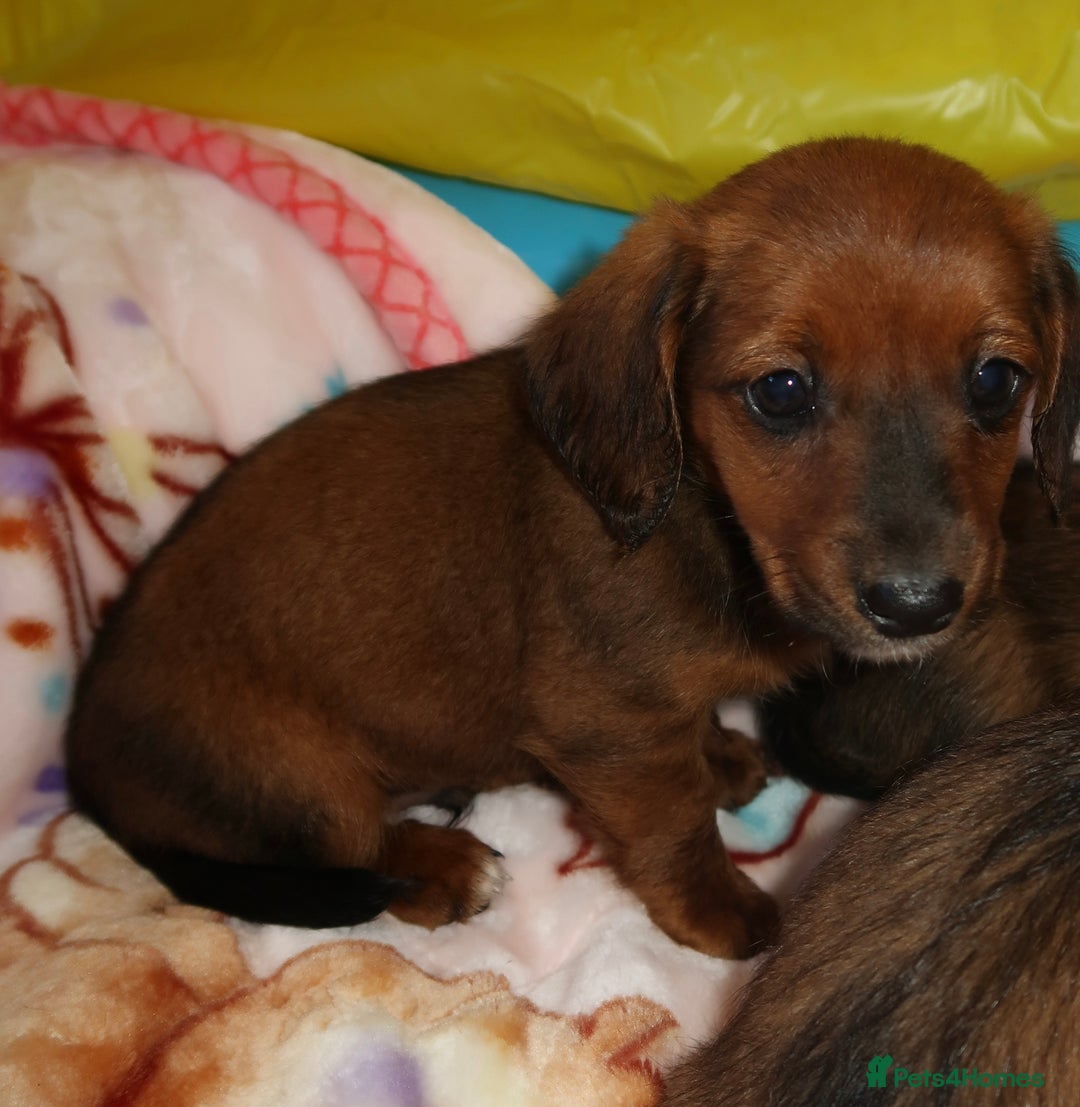 Mixed Breed dogs for sale: Dachshund cross jack russel pups - Image 5