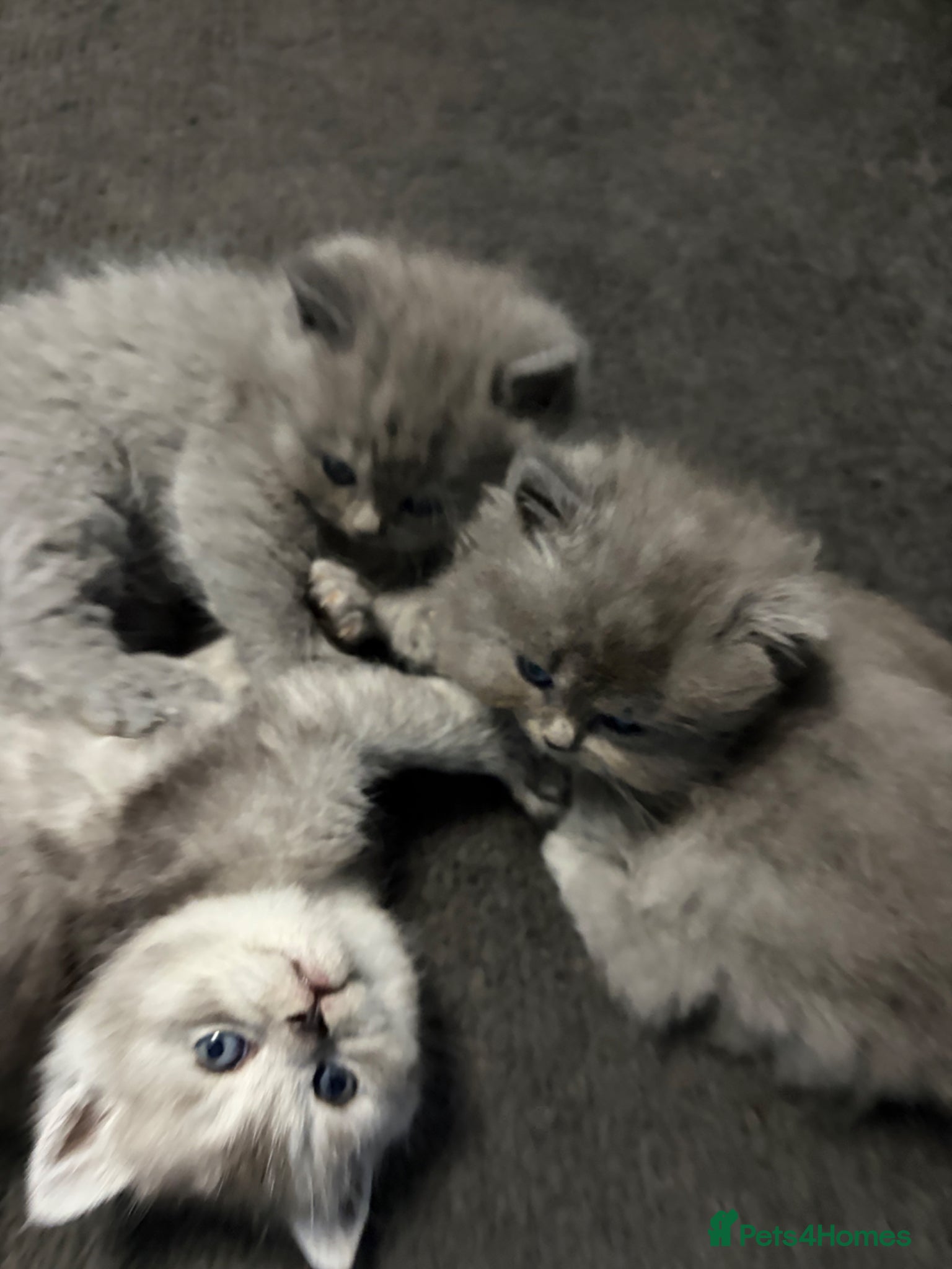 Persian cats Persians - Advert 2
