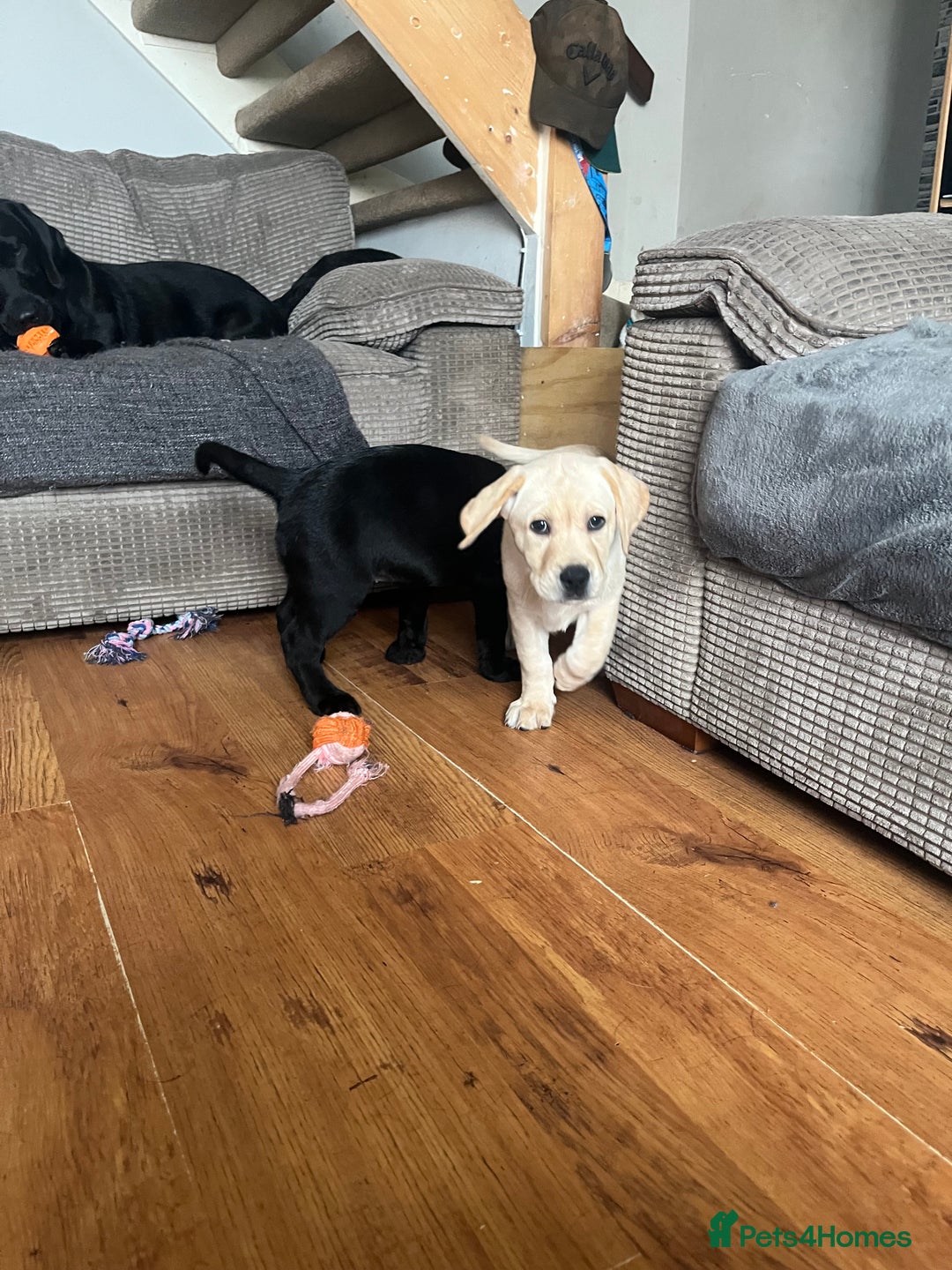 Labrador Retriever dogs for sale: Gorgeous, chunky pedigree Labrador puppy - Advert 28