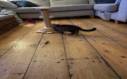 Mixed Breed cats for sale: Gorgeous Maine Coon cross kitten ready to take ho - Image 3