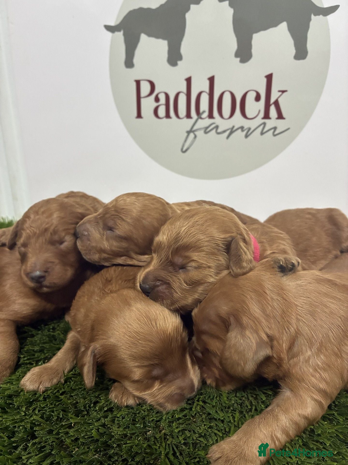 Cavapoo dogs ✨ Lovely Cavapoo puppies ✨ - Advert 1