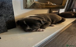 Staffordshire Bull Terrier dogs for sale: ✨ Blue Staffy Pups – Happy, Healthy & Loving!  - Image 10