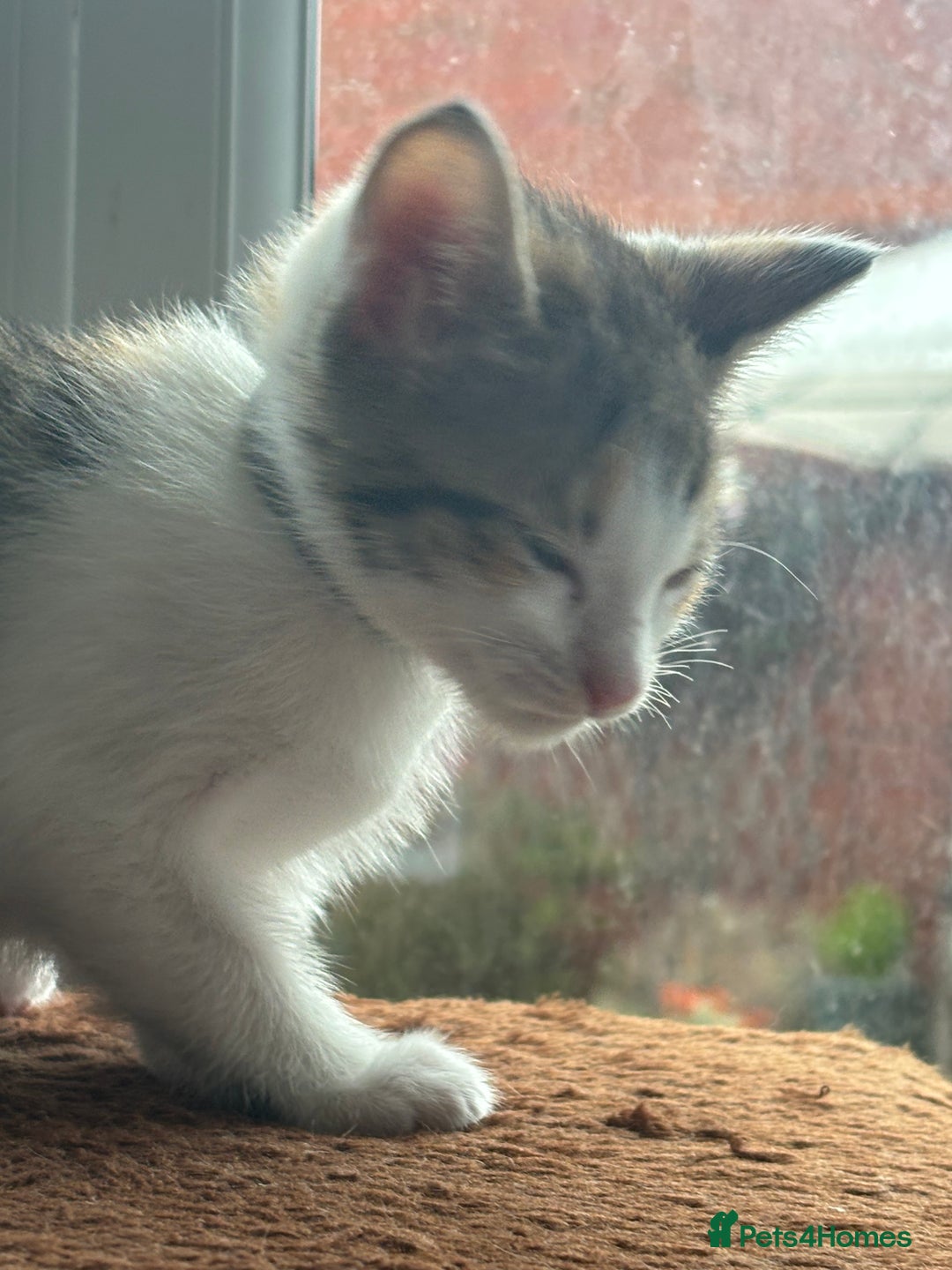 Mixed Breed cats for sale: Stunning litter of 7 kittens - Image 15