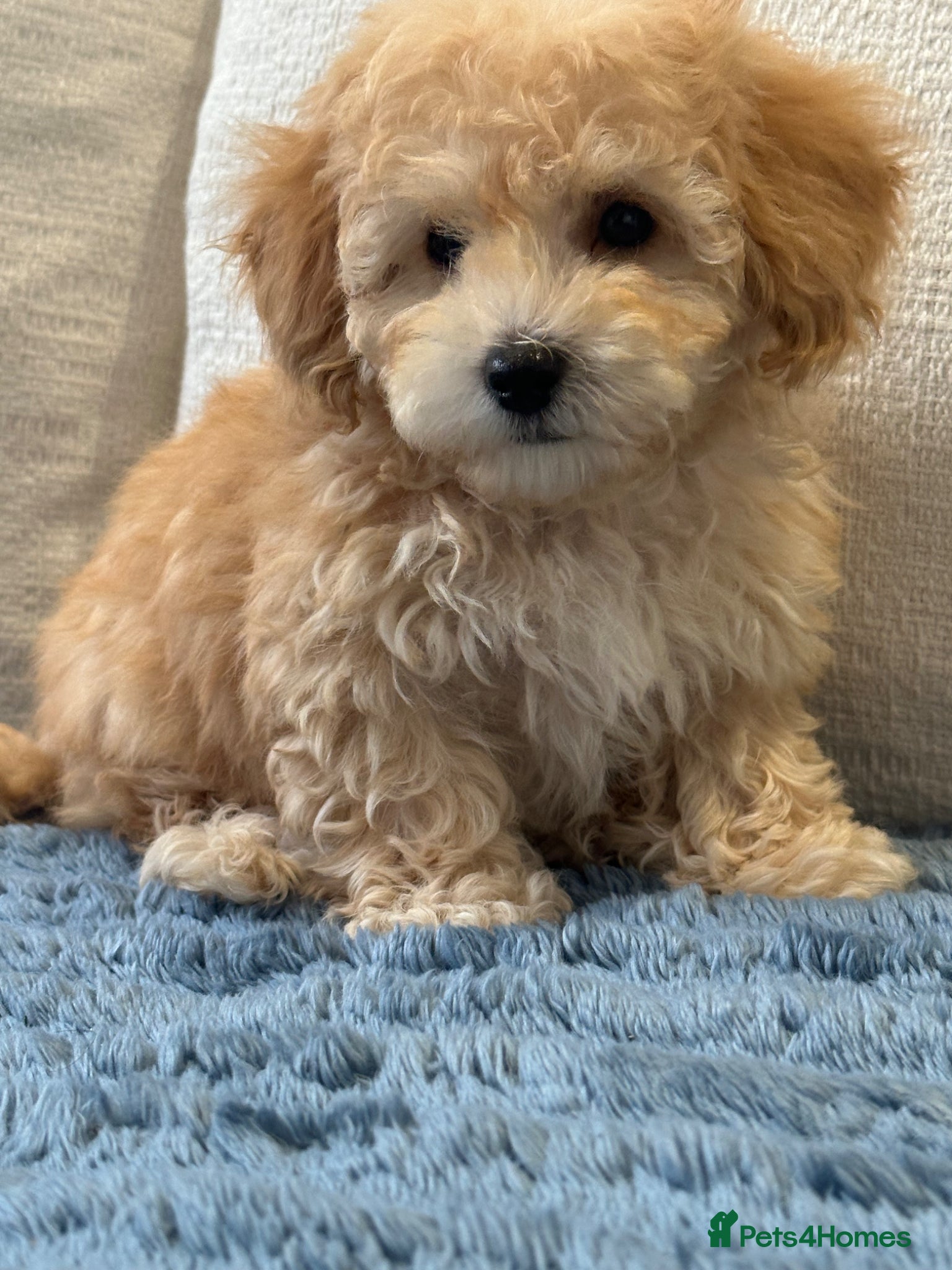 Maltipoo dogs 🐶 Beautiful Maltipoo Boys Available 🐶 - Advert 5