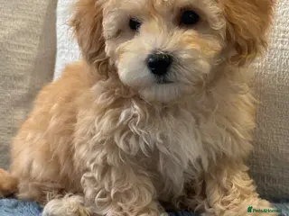 Maltipoo dogs 🐶 Beautiful Maltipoo Boys Available 🐶 - Advert 5