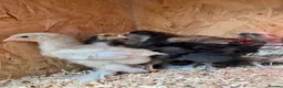 Mixed Breed poultry for sale: Chicks,Brahma, silkie, cross, polish  - Advert 10