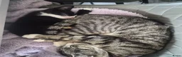 Mixed Breed cats for sale: Two kittens for sale  in Tamworth - Advert 8