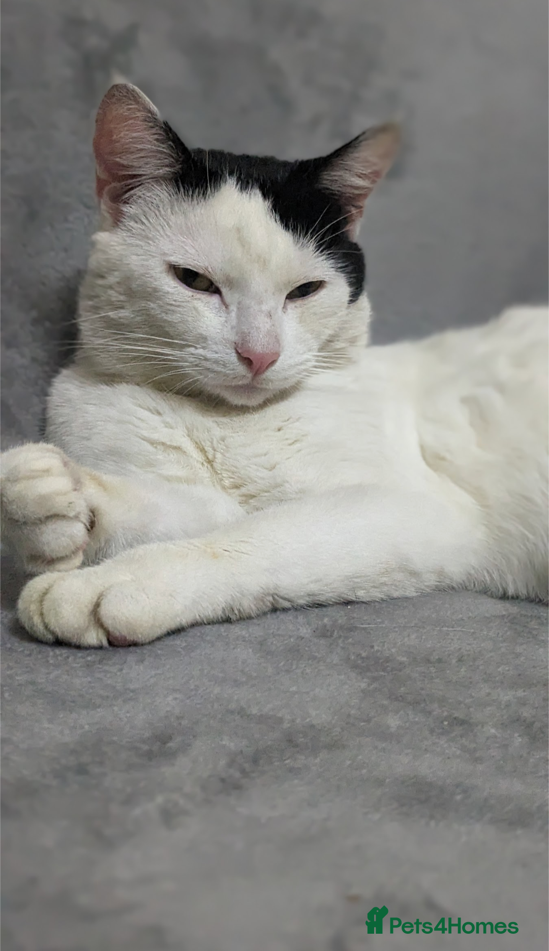 Mixed Breed cats For Adoption (FREE) - Advert 1