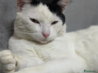 Mixed Breed cats For Adoption (FREE) - Advert 1