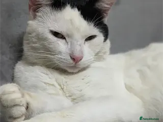 Mixed Breed cats For Adoption (FREE) - Advert 2