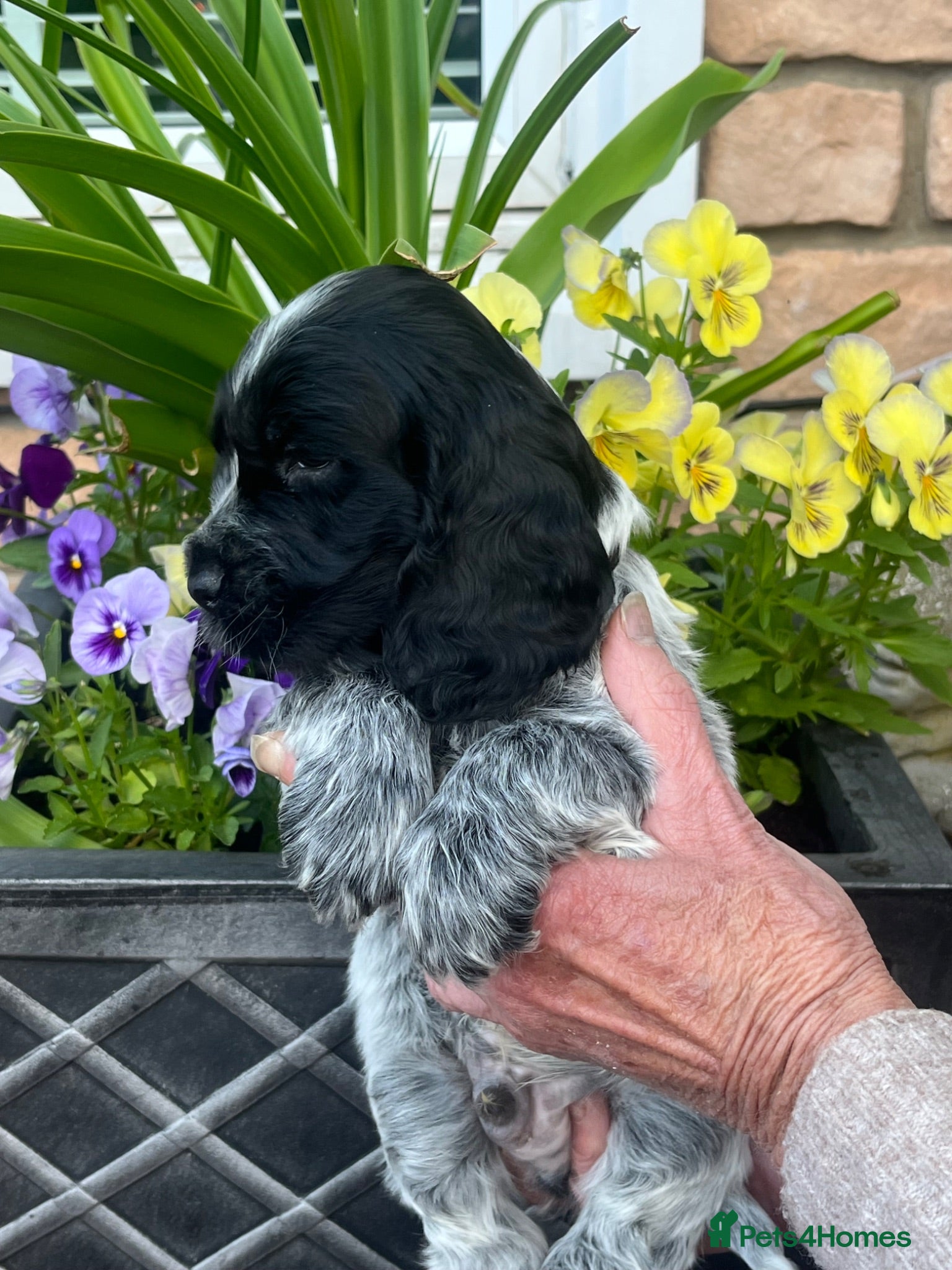 Cocker Spaniel dogs Beautiful KC reg Show cockers  - Advert 1