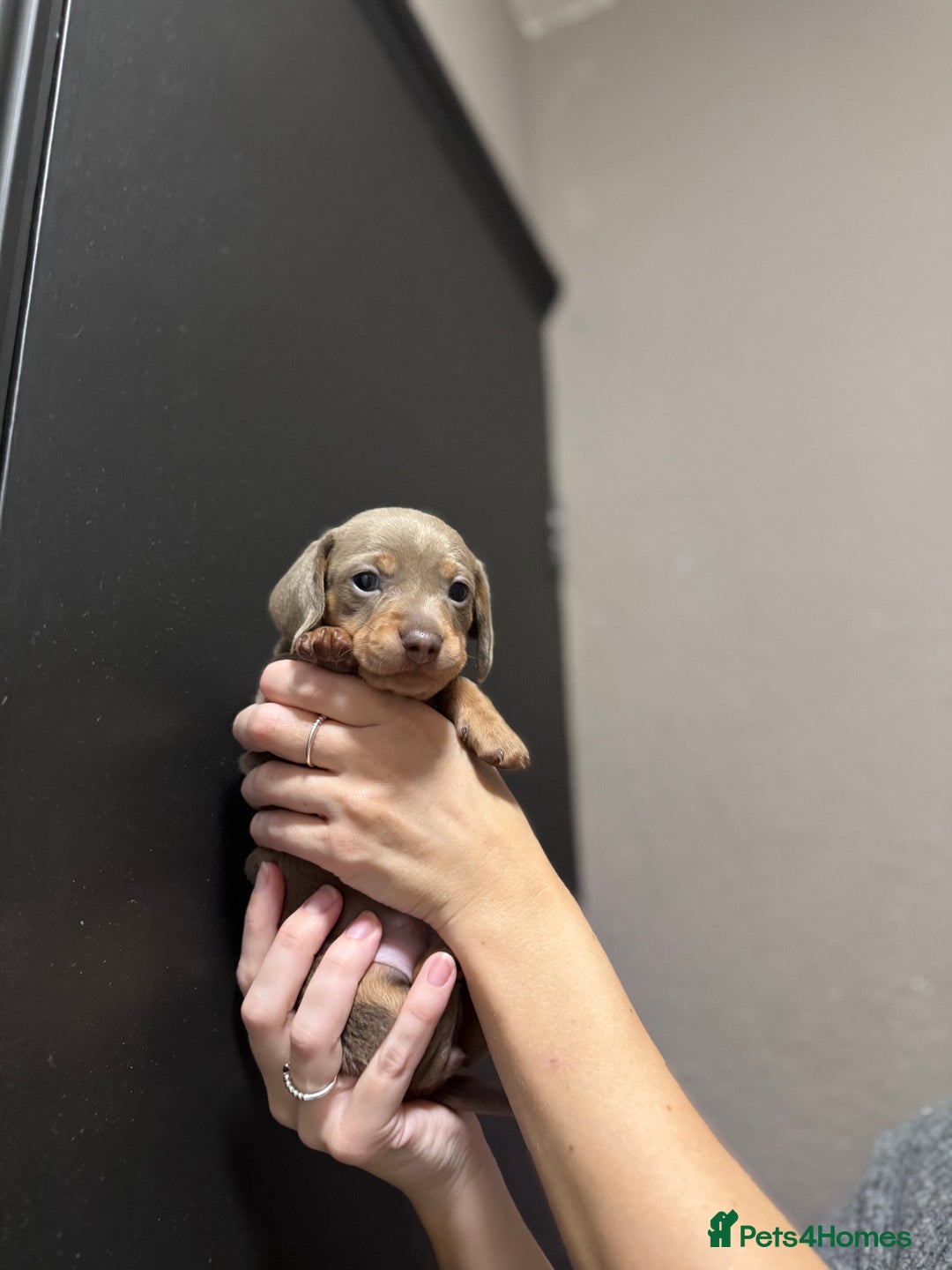 Miniature Dachshund dogs for sale: !!Beautiful Mini Dachshunds!! - Advert 11