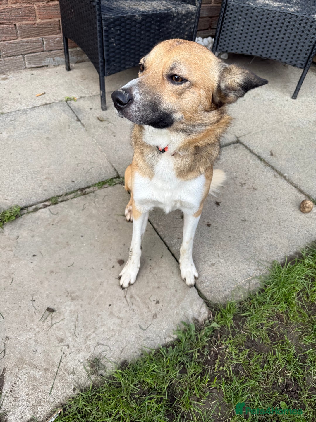 Mixed Breed dogs for sale: Looking for his forever home  - Image 3