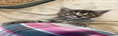 Domestic Shorthair 3