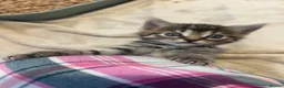 Domestic Shorthair cats for sale: Sweet and playful girls  - Advert 7