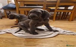 Weimaraner dogs for stud: Blue weimaraner for stud in Elgin - Image 8