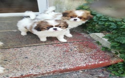 Mixed Breed dogs for sale: Papillon cross pretty puppies - Image 2