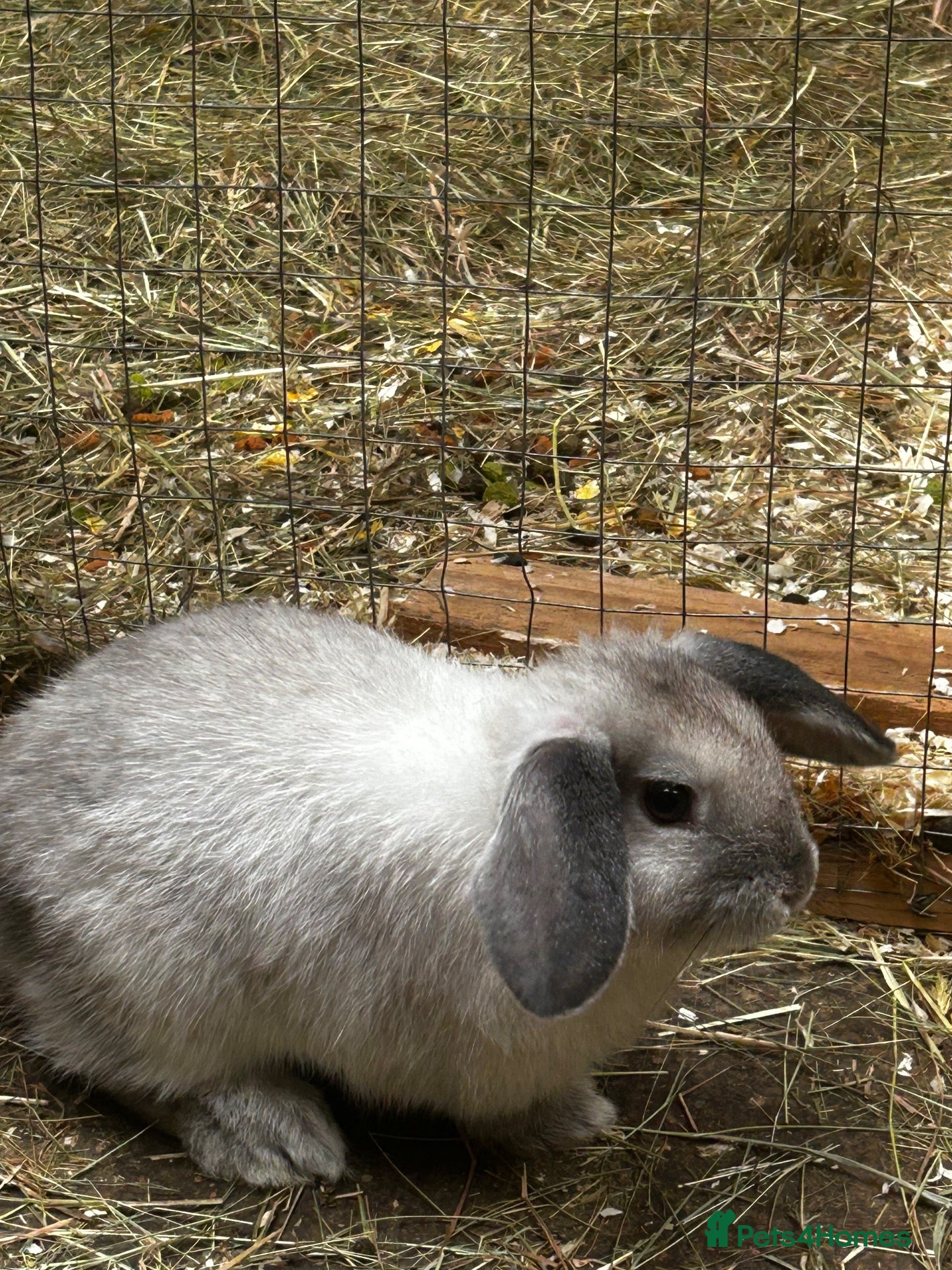 Mixed Breed rabbits Beautiful silver grey Doe  - Advert 1