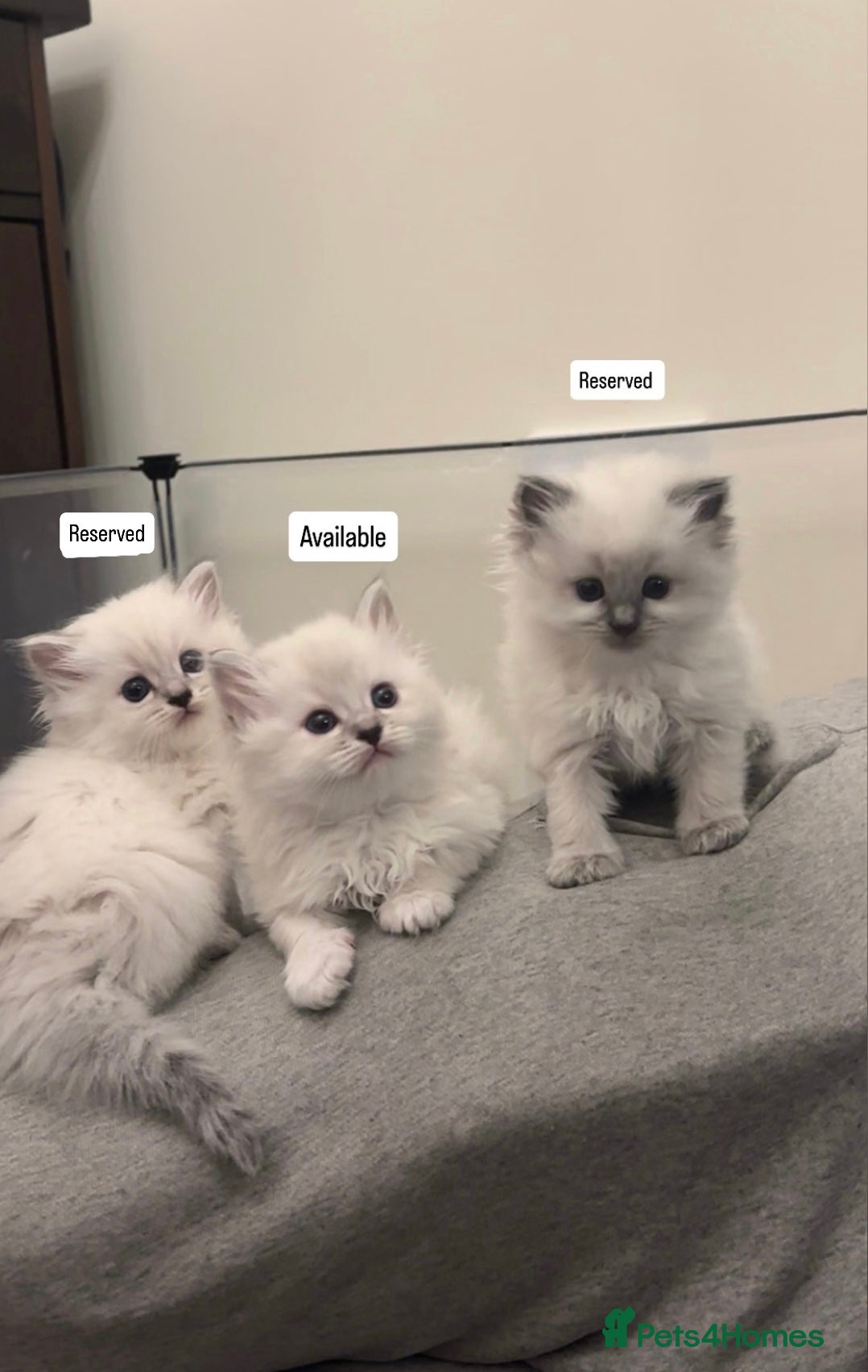 Perdoll cats DOLLFACE PERDOLL (PERSIAN-RAGDOLL) KITTENS - Advert 1