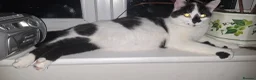 Mixed Breed cats for sale: 3 kittens  in Bury Saint Edmunds - Advert 1
