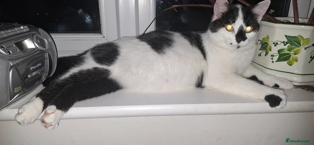 Mixed Breed cats for sale: 3 kittens  in Bury Saint Edmunds - Advert 1