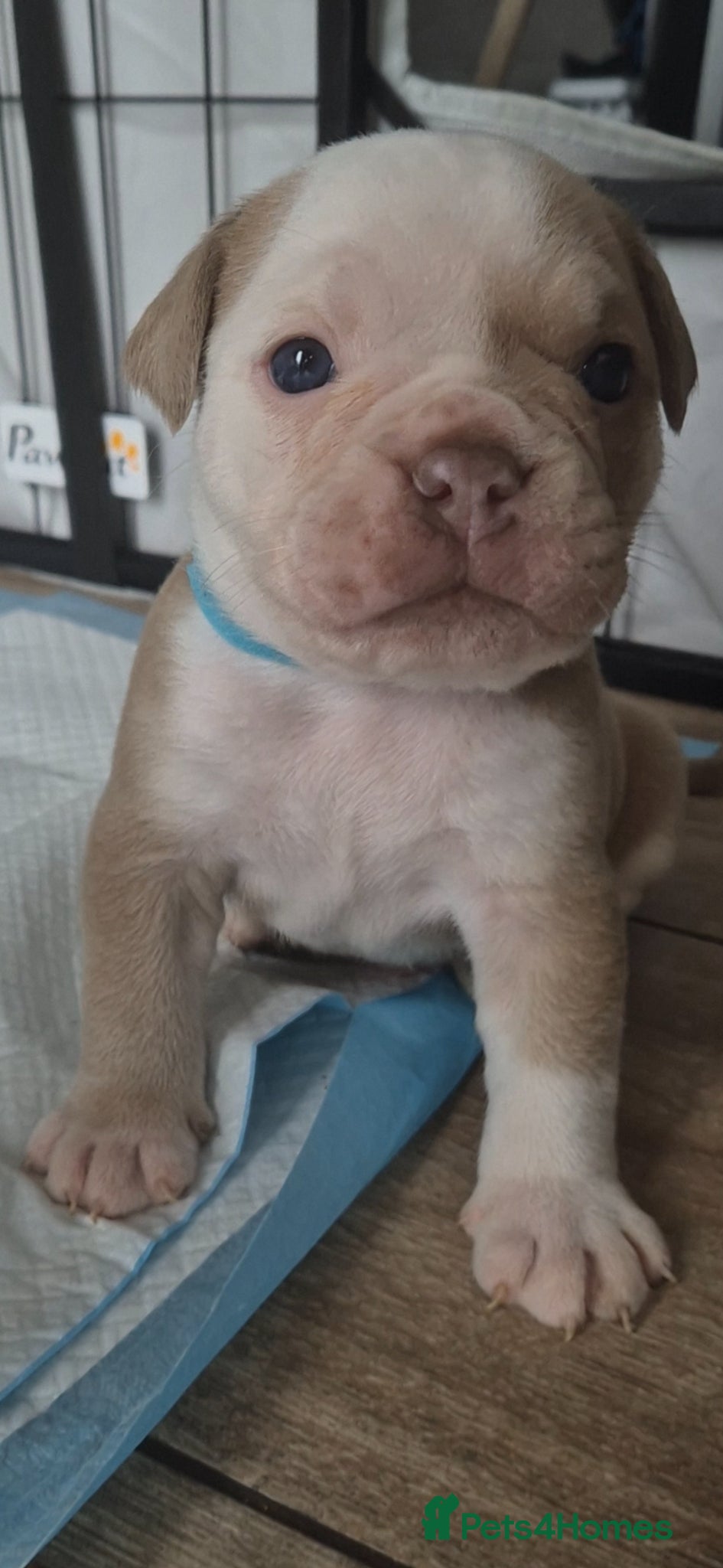 Olde English Bulldogge dogs Stunning litter of  Olde English Bulldog puppies  - Advert 4
