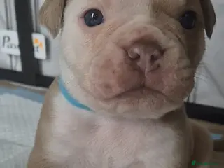 Olde English Bulldogge dogs Stunning litter of Olde English Bulldog puppies - Advert 22