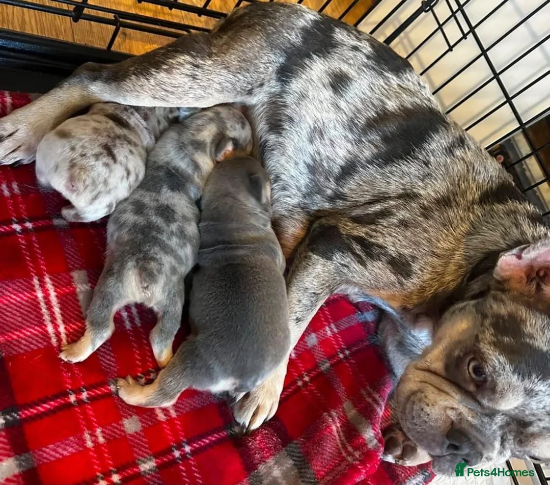 French Bulldog dogs for sale: Stunning quality kc frencbulldog puppies available - Advert 10