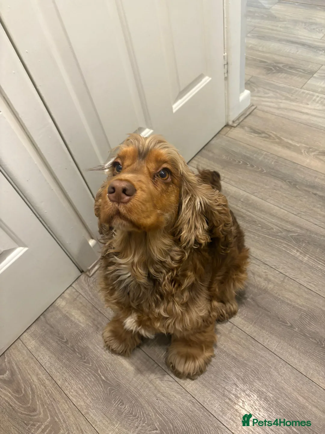 Cocker Spaniel dogs for sale: Female cocker spaniel 3 years old  - Advert 6