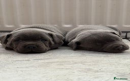 Staffordshire Bull Terrier dogs for sale: Blue Staff pups - Image 6