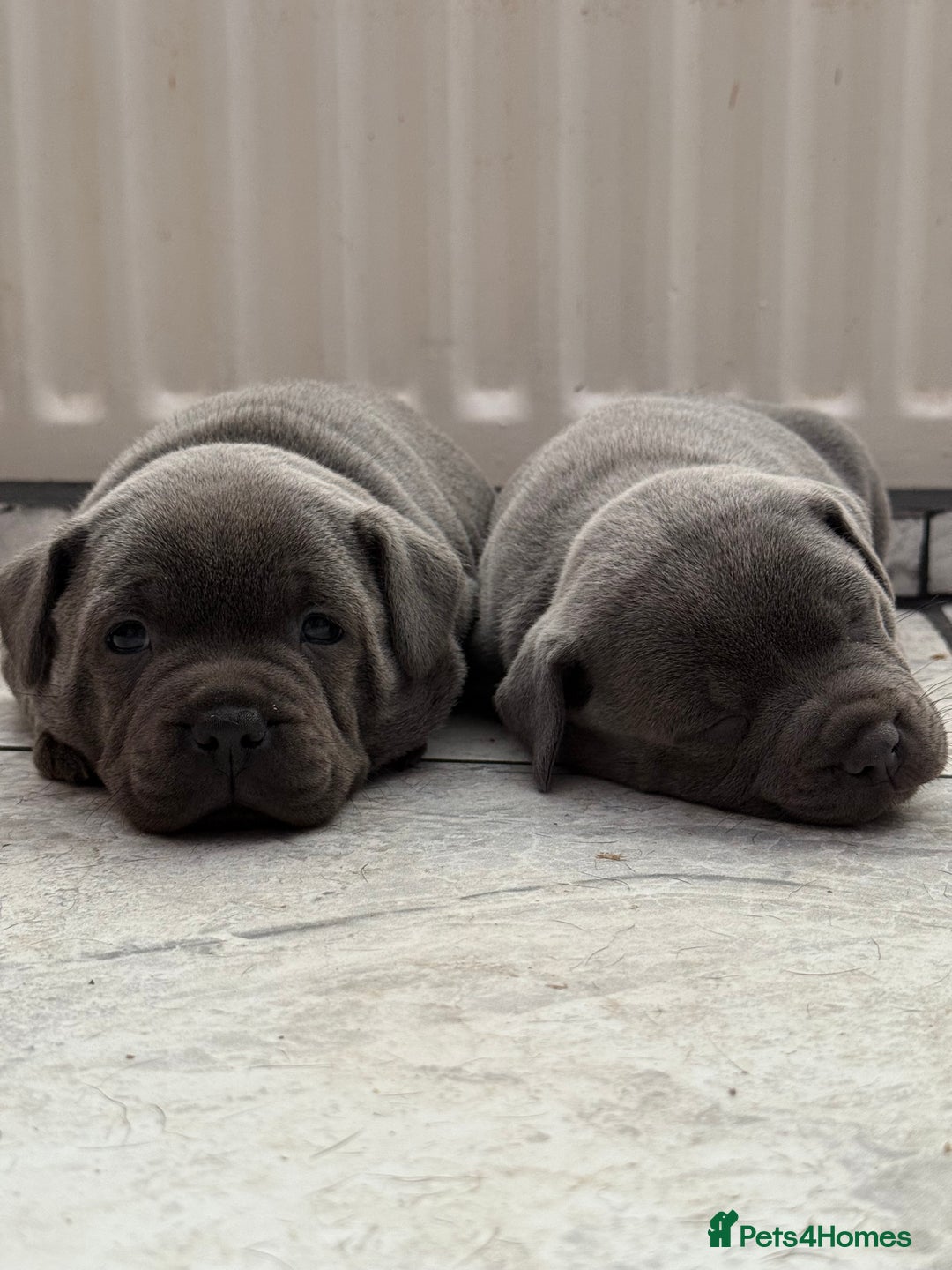 Staffordshire Bull Terrier dogs for sale: Blue Staff pups - Image 6