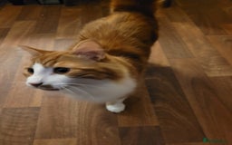 Mixed Breed cats for sale: Bonded pair of Kittens (vaccinated) - Image 2