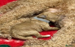 Cavapoo dogs for sale: 8 x cavapoo F1B puppies  - Advert 8