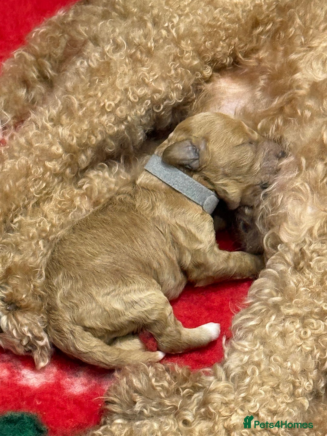 Cavapoo dogs for sale: 8 x cavapoo F1B puppies  - Advert 8