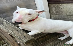 English Bull Terrier dogs for sale: English bull terrier  - Image 5