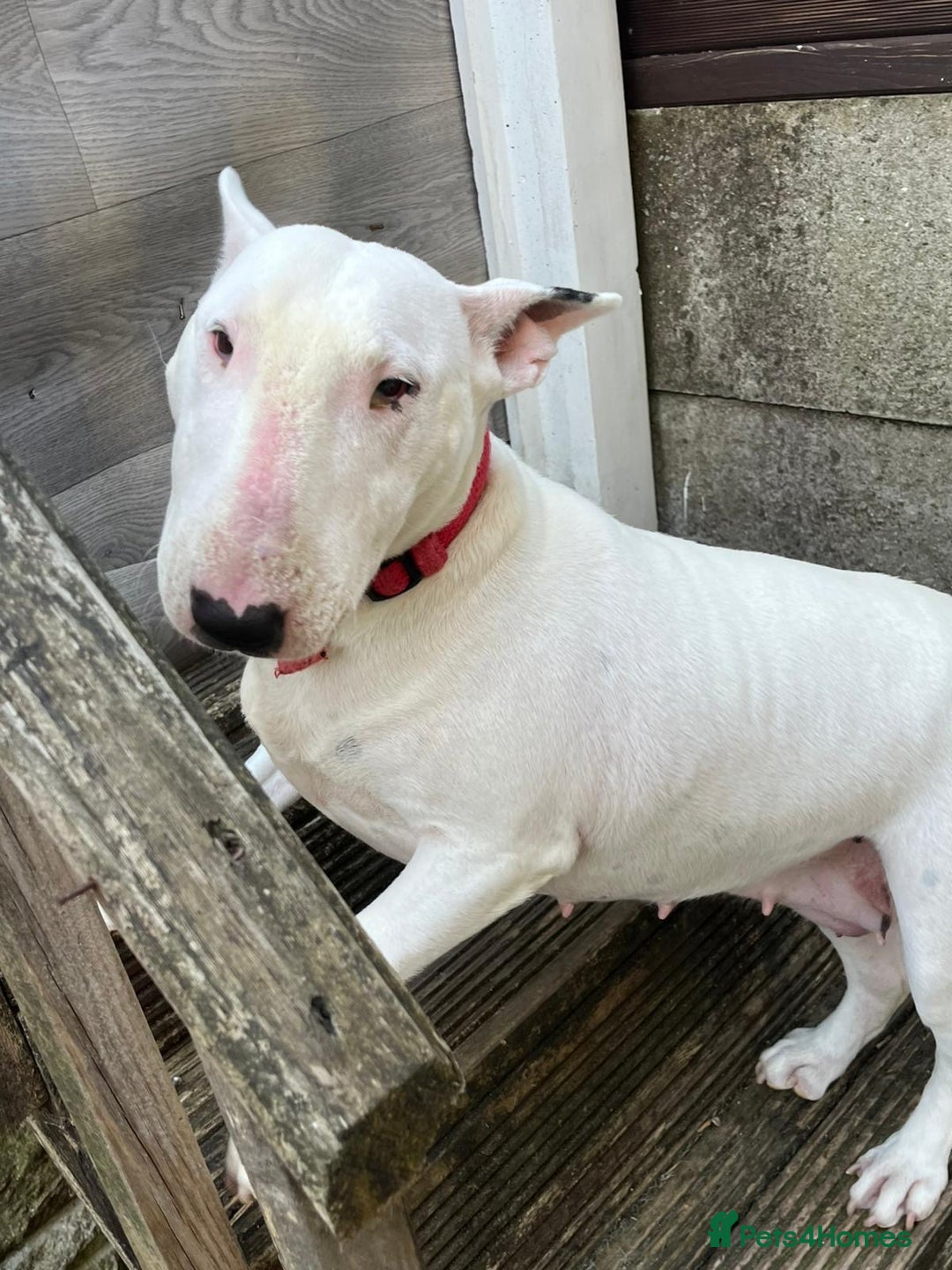 English Bull Terrier dogs for sale: English bull terrier  - Image 5