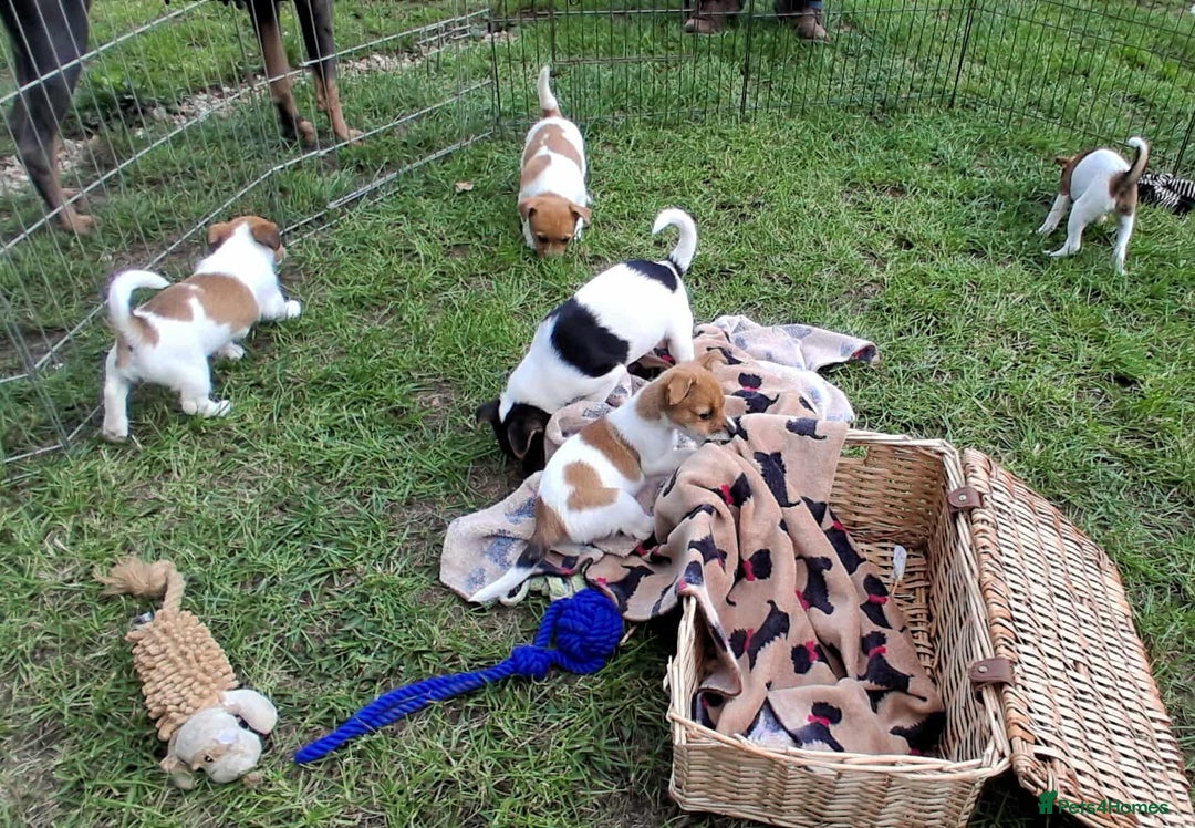 Jack Russell dogs for sale: Pure Jack Russell puppies - Image 14
