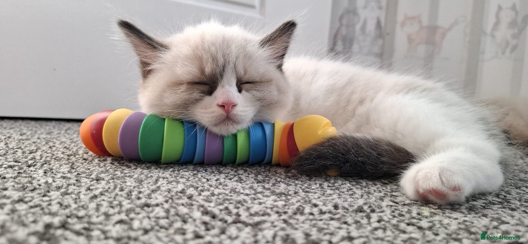 Ragdoll cats for sale: GCCF beautiful seal white bi-colour/point mitted - Image 21