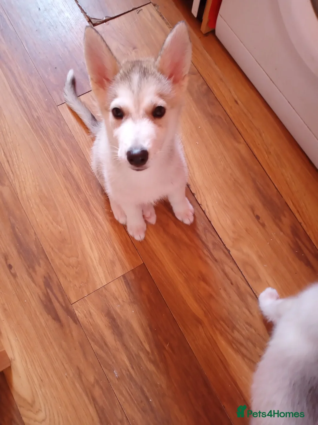 Siberian Husky dogs for sale: Stunning Siberian Husky puppies for sale - Advert 2