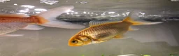 Goldfish fish for sale: 5 mixed gold fish looking for a new home in Aylesbury - Advert 6