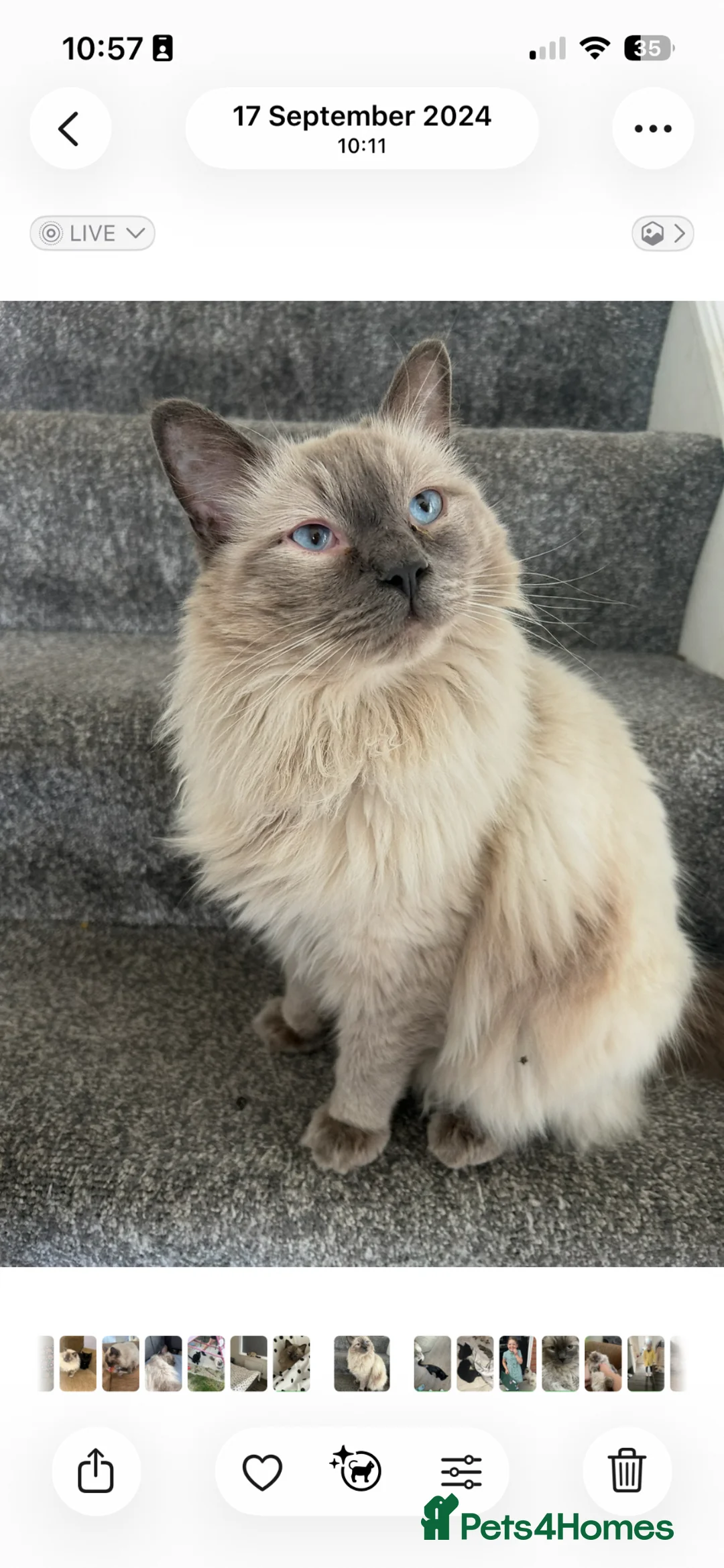 Ragdoll cats for sale: Beautiful male ragdoll cat - Advert 1